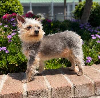 Oliver -  Yorkshire Terrier and Chinese Crested Dog Dog for Adoption in Lathrop, California - Oliver | PetCurious