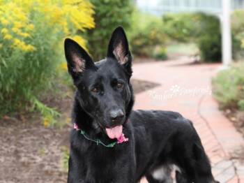 ERIS -  German Shepherd Dog Dog for Adoption in Omaha, Nebraska - ERIS | PetCurious