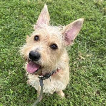 Tye -  Mixed Breed Dog for Adoption in Philadelphia, Pennsylvania - Tye | PetCurious