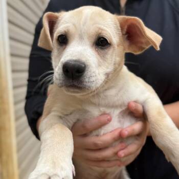 Mixed Breed Dogs Available for Adoption in Fredericksburg, Virginia - Tal | PetCurious
