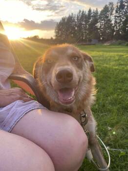 Rescue Siberian Husky Dogs for Adoption in Burnaby, British Columbia - Empress | PetCurious