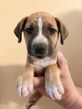 Labrador Retriever and Mixed Breed Dogs Available for Adoption in Morton Grove, Illinois - Xander | PetCurious