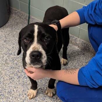 Labrador Retriever Dogs Available for Adoption - Ferris | PetCurious