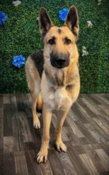 German Shepherd Dog Dogs Available for Adoption in Lake Wylie, South Carolina - Moon | PetCurious