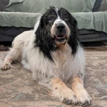 Otto -  Newfoundland Dog Dog for Adoption in Olathe, Kansas - Otto | PetCurious