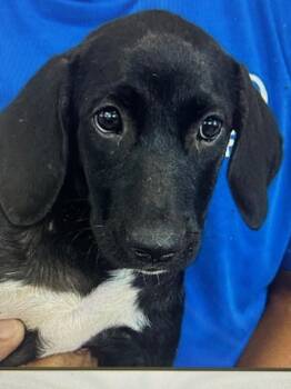 Rescue Black Labrador Retriever Dogs for Adoption in Jenkintown, Pennsylvania - Raven | PetCurious