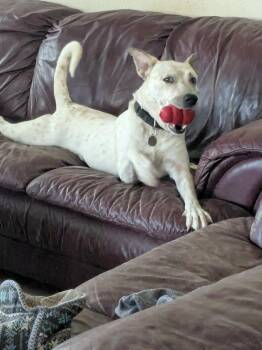 Cattle Dog Dogs Available for Adoption in Wantagh, New York - Saki  | PetCurious