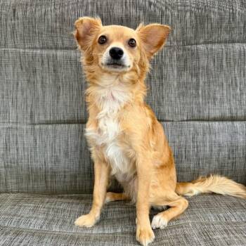 Maxwell -  Chihuahua Dog for Adoption in Philadelphia, Pennsylvania - Maxwell | PetCurious