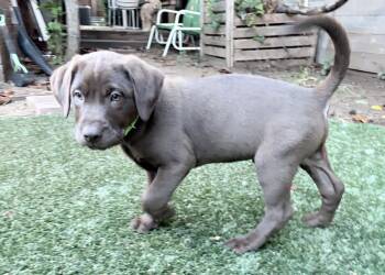 Labrador Retriever Dogs Available for Adoption in Fort Worth, Texas - Hero Valley | PetCurious
