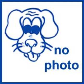 Australian Cattle Dog Blue Heeler and Mixed Breed Dogs Available for Adoption in Hinesville, Georgia - Michelle | PetCurious