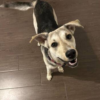 German Shepherd Dog and Husky Dogs Available for Adoption in New Orleans, Louisiana - Georgia Peach | PetCurious