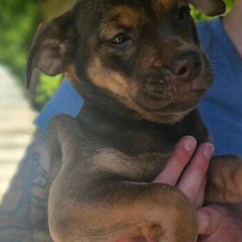 Chocolate Labrador Retriever Dogs Available for Adoption in Gloucester, Virginia - Cadbury | PetCurious