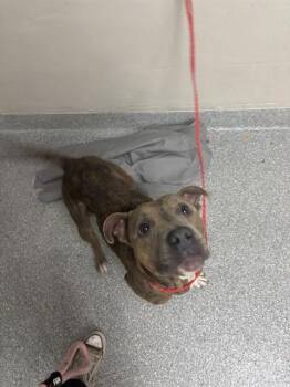 Pit Bull Terrier Dogs Available for Adoption in Pasadena, Texas - A184518 | PetCurious