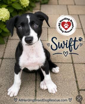 Swift -  Border Collie Dog for Adoption in Joliet, Illinois - Swift | PetCurious