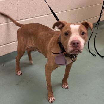 Mixed Breed Dogs Available for Adoption in Memphis, Tennessee - Mississippi | PetCurious
