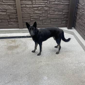 Perdita 3156 -  German Shepherd Dog and None Dog for Adoption in Loxahatchee Groves, Florida - Perdita 3156 | PetCurious