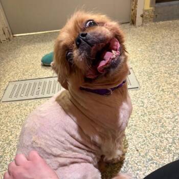 Angel -  Pekingese Dog for Adoption in Bedford, New Hampshire - Angel | PetCurious