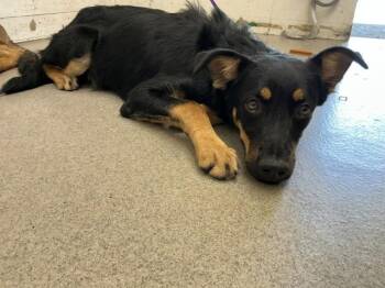 PHOEBE -  Australian Cattle Dog Blue Heeler Dog for Adoption in San Bernardino, California - PHOEBE | PetCurious