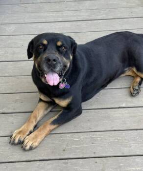 Rescue Rottweiler Dogs for Adoption in Brunswick, Ohio - Dahlia | PetCurious