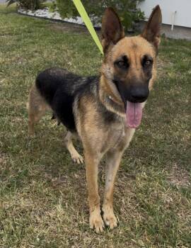 German Shepherd Dog Dogs Available for Adoption - Ophelia | PetCurious