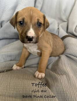 Toffee -  Pit Bull Terrier Dog for Adoption in Colorado Springs, Colorado - Toffee | PetCurious