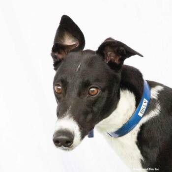 Billy -  Greyhound Dog for Adoption in Woodinville, Washington - Billy | PetCurious