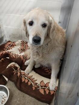 PLUTO -  Golden Retriever Dog for Adoption in San Bernardino, California - PLUTO | PetCurious