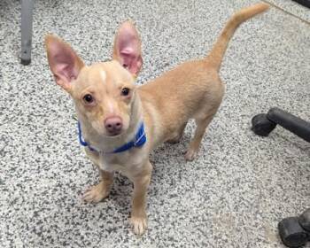 Chihuahua and Mixed Breed Dogs Available for Adoption - Cupid | PetCurious