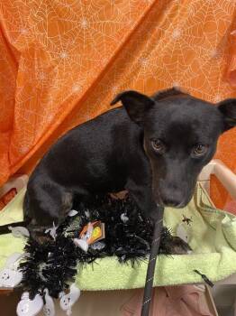 Rescue Dachshund and Chihuahua Dogs for Adoption in Modesto, California - REMY | PetCurious