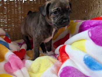 Plott Hound Dogs Available for Adoption - Juniper | PetCurious