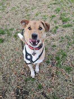 Australian Cattle Dog Blue Heeler and Mixed Breed Dogs Available for Adoption in Kennewick, Washington - Koda Bear | PetCurious