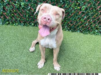 Mixed Breed Dogs Available for Adoption in West Palm Beach, Florida - VELMA | PetCurious