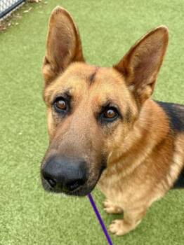 Mixed Breed Dogs Available for Adoption in Wichita, Kansas - Brother Man | PetCurious