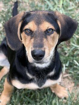 Badger -  Hound Dog for Adoption in Monroe, Ohio - Badger | PetCurious