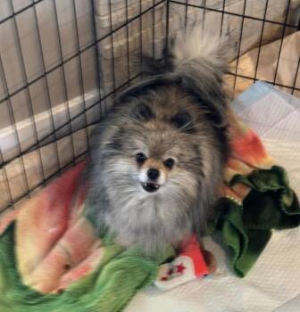 Pomeranian Dogs Available for Adoption - Pomeranian - Lark | PetCurious