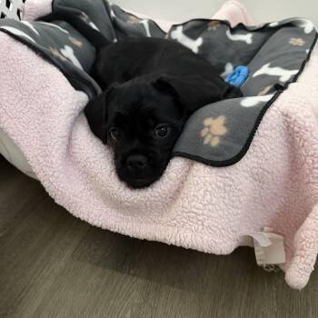 French Bulldog and Miniature Poodle Dogs Available for Adoption - Dior | PetCurious