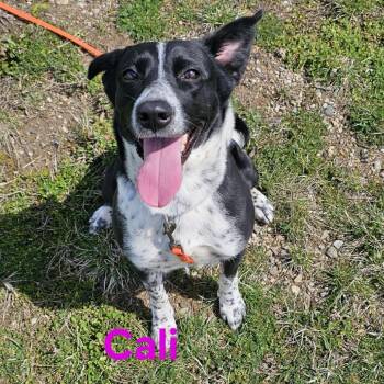 Mixed Breed Dogs Available for Adoption in Owosso, Michigan - Cali | PetCurious