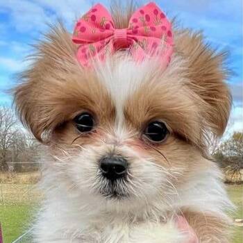 Rescue Shih Tzu and Pomeranian Dogs for Adoption in Livonia, Michigan - Ambrosia | PetCurious