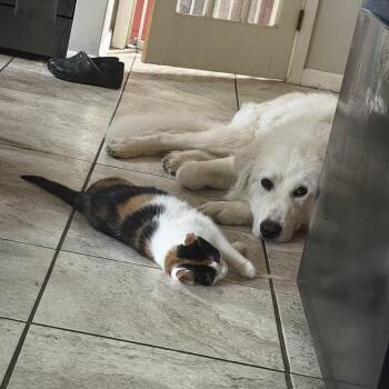 Hank in Western, NY -  Great Pyrenees Dog for Adoption in Lee, Massachusetts - Hank In Western, NY | PetCurious