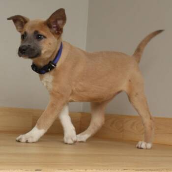 Australian Shepherd and Terrier Dogs Available for Adoption in Minnetonka, Minnesota - Hedwig D68966 | PetCurious