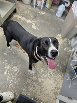 Rescue Labrador Retriever Dogs for Adoption in Saint Marys, Pennsylvania - Daisy | PetCurious