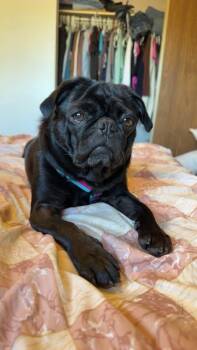 Peggy -  Pug Dog for Adoption in Toronto, Ontario - Peggy | PetCurious