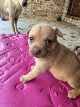 Mixed Breed Dogs Available for Adoption in Memphis, Tennessee - Q.T. | PetCurious