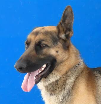 RUDY -  German Shepherd Dog Dog for Adoption in Pasadena, California - RUDY | PetCurious