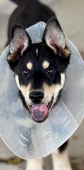 Chongos -  Australian Cattle Dog Blue Heeler and Shepherd Dog for Adoption in Fort Lupton, Colorado - Chongos | PetCurious