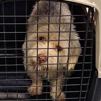 Pablo -  Maltese Dog for Adoption in Montgomery, Alabama - Pablo | PetCurious