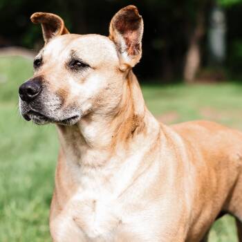 Rescue Pit Bull Terrier Dogs for Adoption in Justin, Texas - *Lettie | PetCurious
