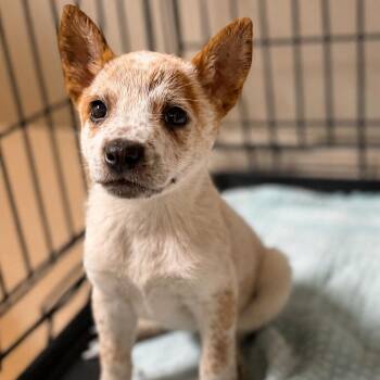 Australian Cattle Dog Blue Heeler Dogs Available for Adoption in Tylertown, Mississippi - Strawberry Shortcake | PetCurious