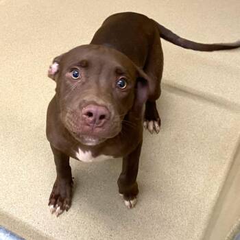 Cadon -  Pit Bull Terrier Dog Available for Adoption in Monroe, Georgia - Cadon | PetCurious