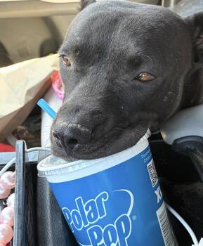 Bat Girl -  Pit Bull Terrier Dog for Adoption in Palm Desert, California - Bat Girl | PetCurious